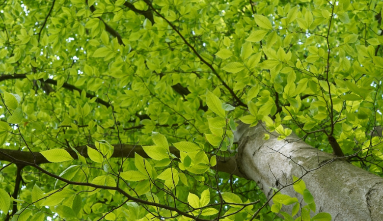 Beuk bomen | GroenRijk Zevenaar Beuk bomen | GroenRijk Zevenaar