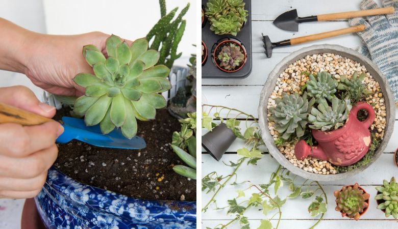 GroenRijk Zevenaar | Arrangement kamerplanten