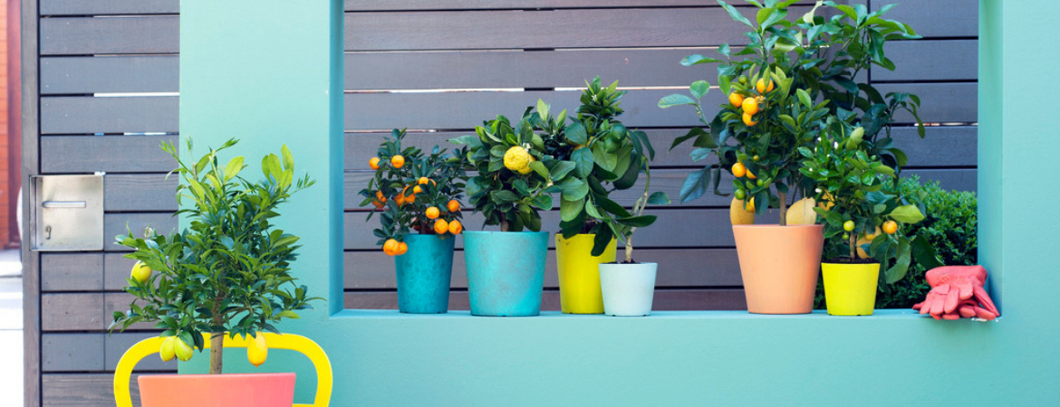 GroenRijk Zevenaar | Tuinplanten bestellen | Tuinplanten kopen