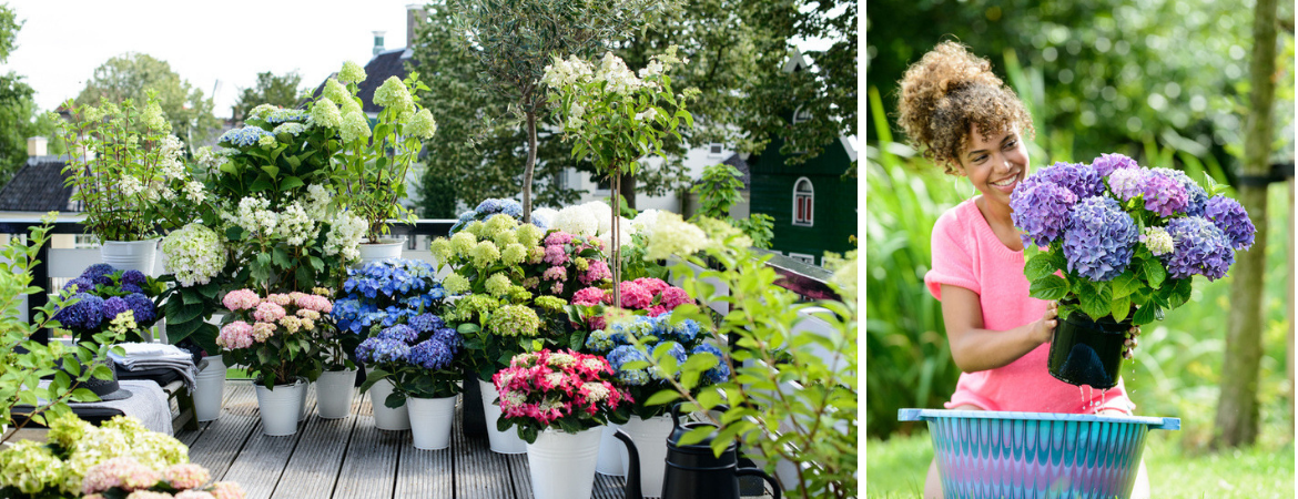 GroenRijk Zevenaar | Tuinplanten bestellen | Tuinplanten kopen