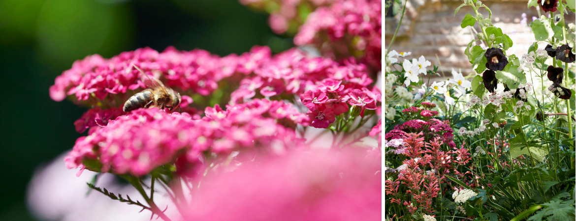 GroenRijk Zevenaar | Tuinplanten bestellen | Tuinplanten kopen