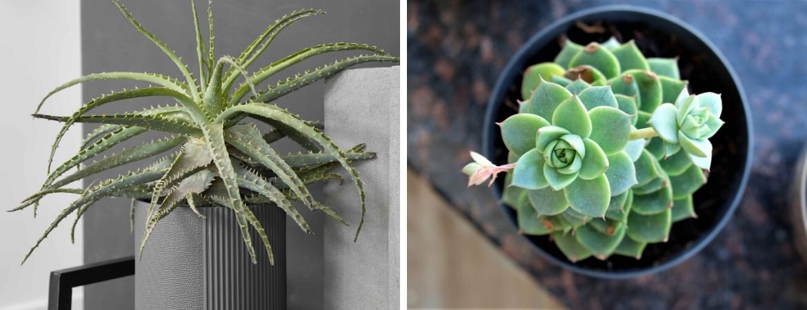 Cactussen en vetplanten kopen | GroenRijk Zevenaar