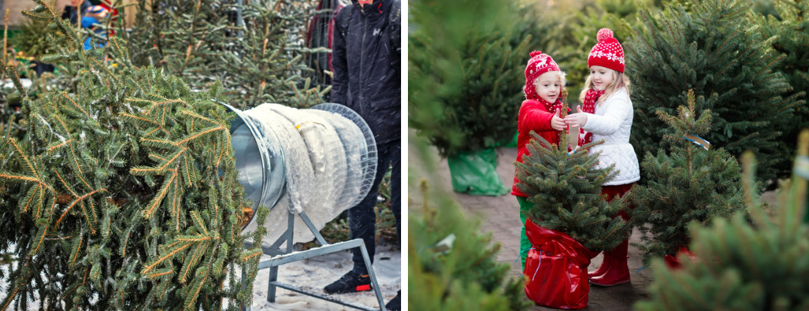 GroenRijk Zevenaar | Kerstbomen kopen | Grote kerstbomen | Kleine kerstbomen