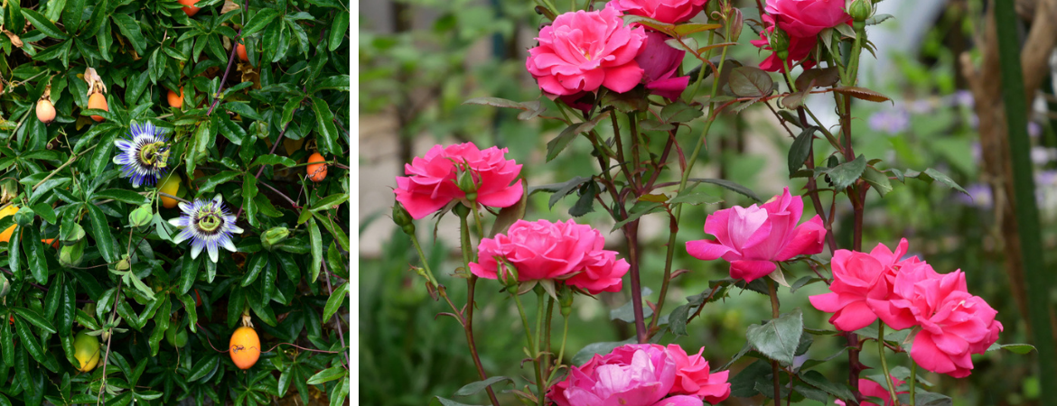 GroenRijk Zevenaar | Rozen en klimplanten