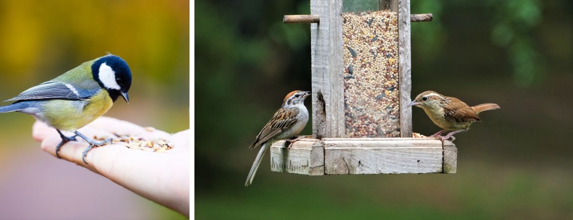 GroenRijk Zevenaar | Vogels in de tuin | Tuinvogels