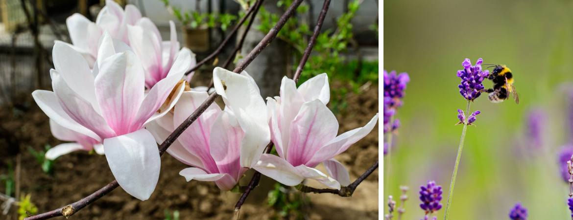 GroenRijk Zevenaar | Vaste planten