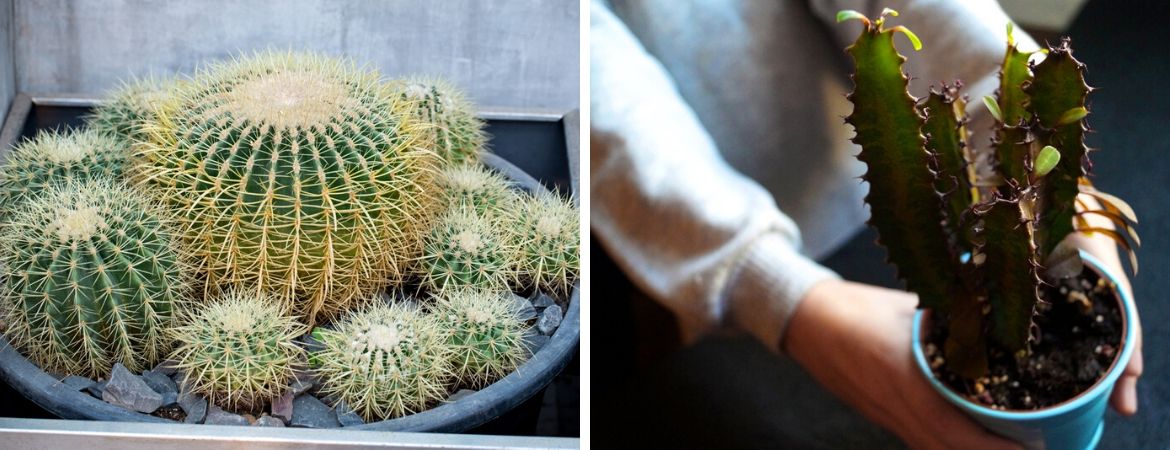 Cactussen en vetplanten kopen | GroenRijk Zevenaar
