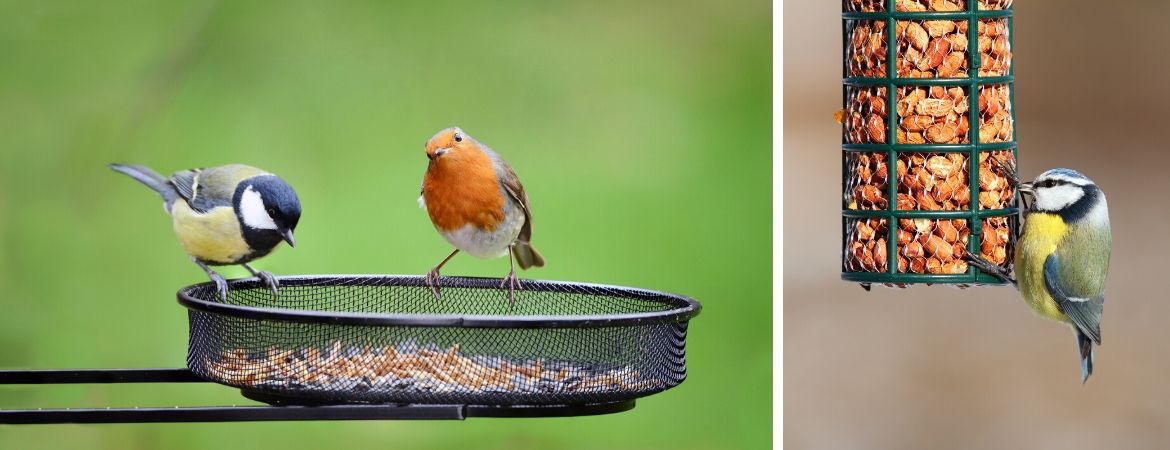 GroenRijk Zevenaar | Vogels in de tuin | Tuinvogels