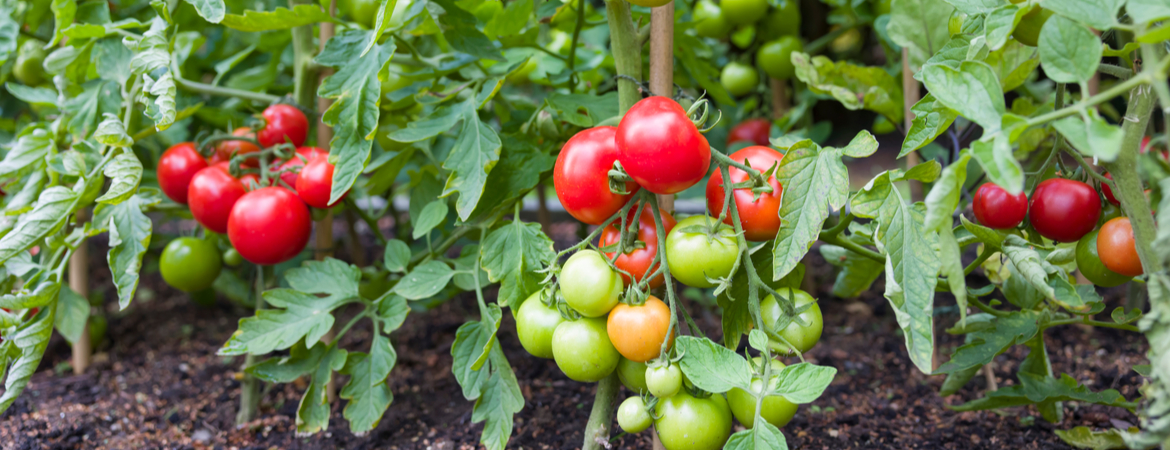 GroenRijk Zevenaar | Moestuin