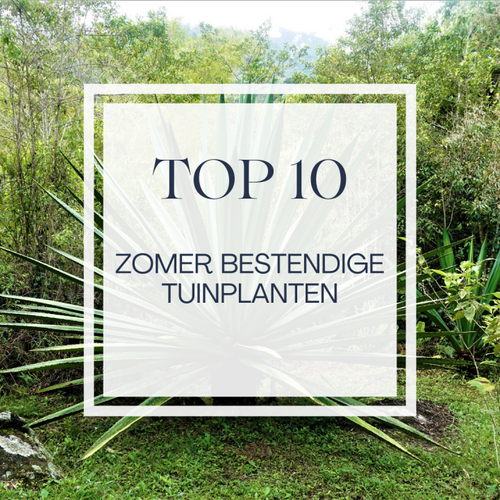 10 tuinplanten die goed tegen warmte kunnen