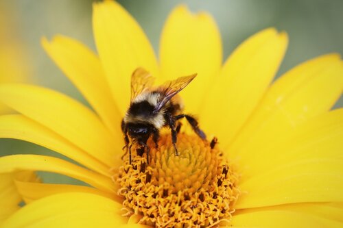 Bijen in je tuin