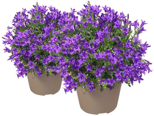 Campanula Addenda Ambella Purple: paarse magneet