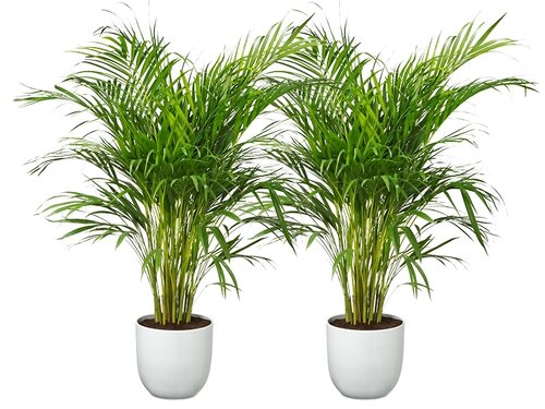 De Areca palm klaart de lucht!