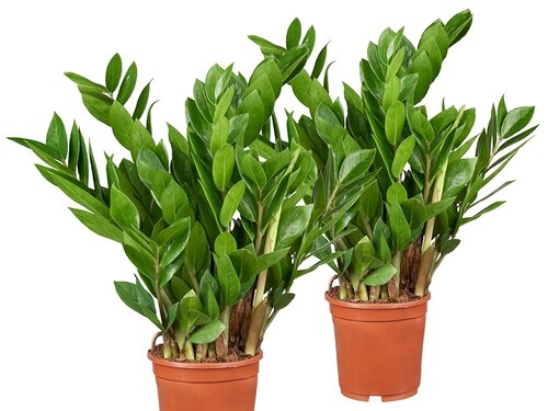 De stoere Zamioculcas!