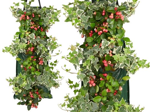 Gaultheria en Hedera in wandhanger. Een supersterk stel!