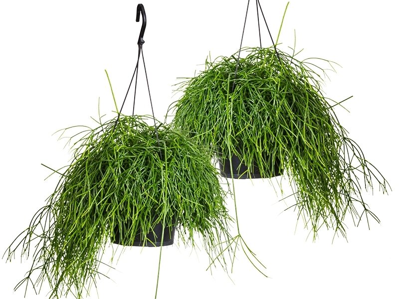 Memo oneerlijk Hen Groen koraal? Nee, de Rhipsalis! - GroenRijk Zevenaar | Tuincentrum,  bloemist, dierenwinkel, cadeauwinkel in één!