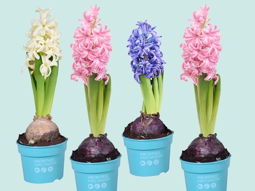 Hyacint – Geurige voorbode van de lente