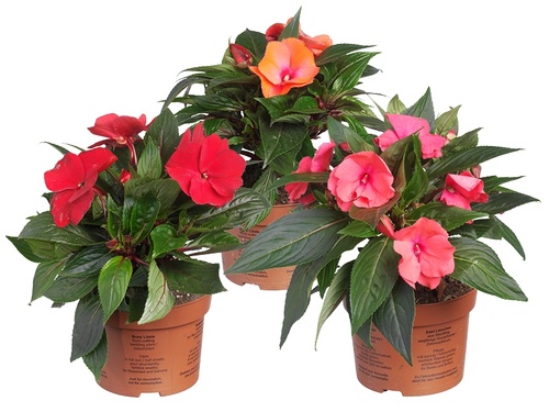 Impatiens 'New Guinea' wacht ongeduldig op jou