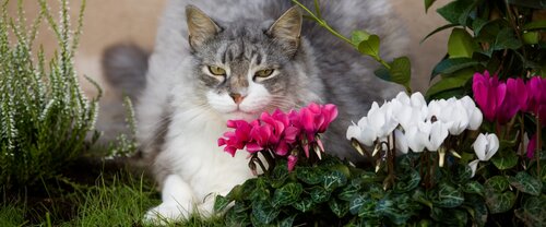 Onze katvriendelijke tuinplanten