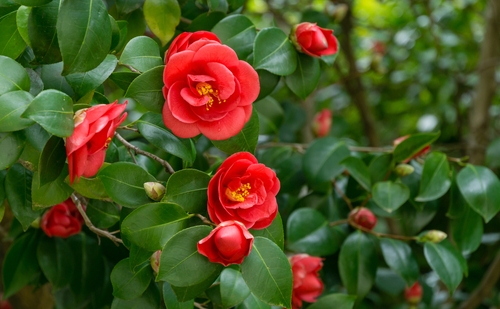 Plant je tuin in het najaar