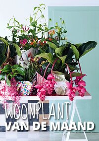 Woonplanten van de maand mei: Tropische schoonheden