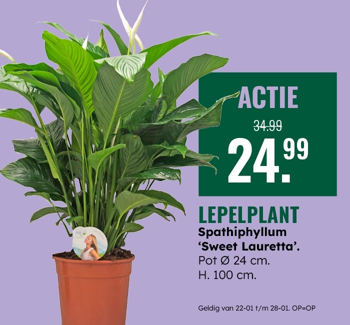Weekaanbieding: Lepelplant