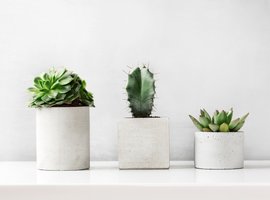 Cactussen & Vetplanten | GroenRijk Zevenaar
