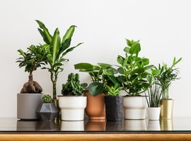Groene kamerplanten | GroenRijk Zevenaar