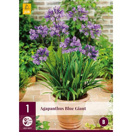 Agapanthus blue giant 1st