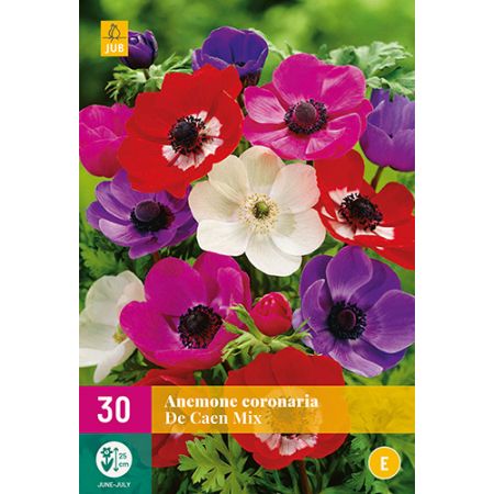 Anemone de caen mix 30st