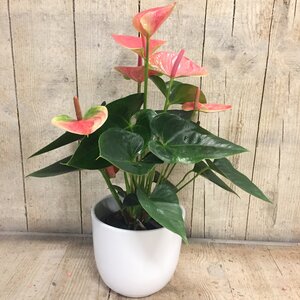 Anthurium pink