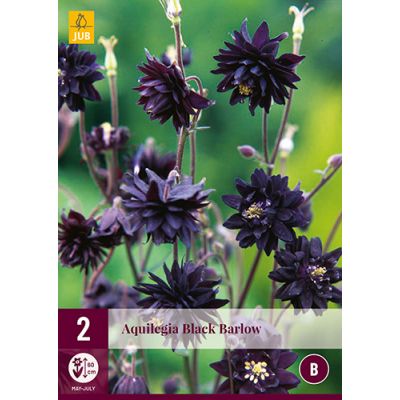 Aquilegia black barlow 2st - afbeelding 1