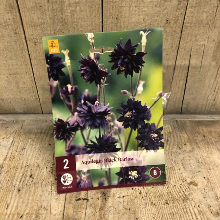 Aquilegia black barlow 2st - afbeelding 2