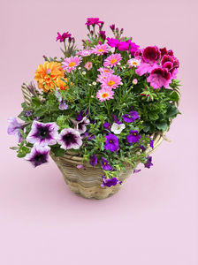 Arrangement Bonte Parade