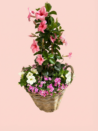 Mandevilla Roze - afbeelding 1