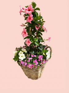 Arrangement Mandeville