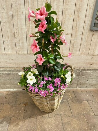 Mandevilla Roze - afbeelding 2