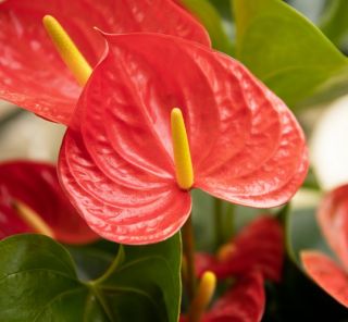 Bloeiende kamerplanten