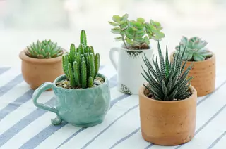 Cactussen en vetplanten