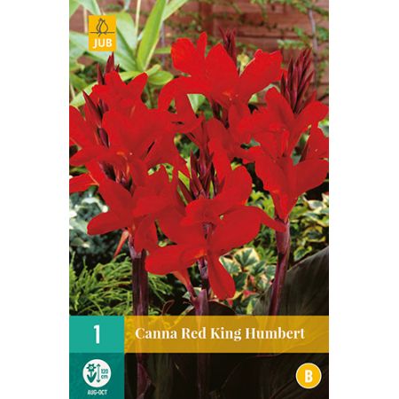 Canna red king humbert 1st