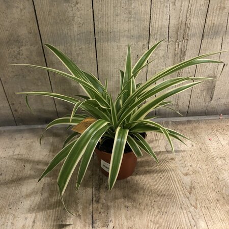 Chlorophytum Ocean