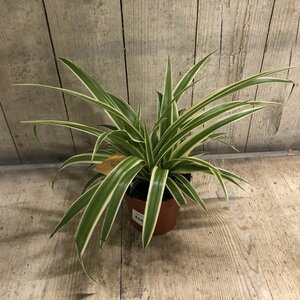 Chlorophytum Ocean