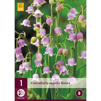Convallaria majalis rosea 1st
