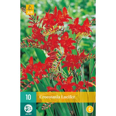 Crocosmia lucifer 10st