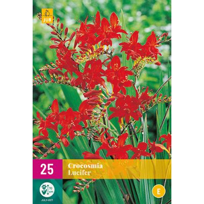 Crocosmia lucifer 25st