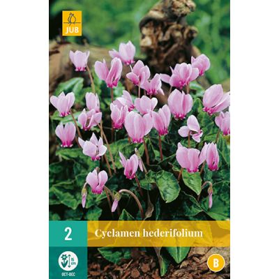 Cyclamen hederifolium 2st