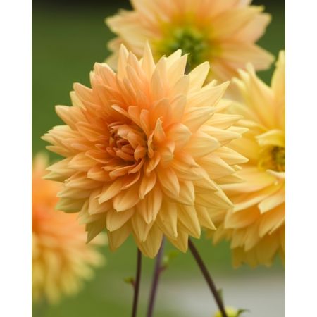 Dahlia glorie van noordwijk 1st