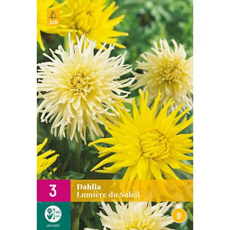 Dahlia lumiere du soleil 3st