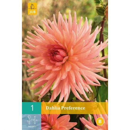 Dahlia preference 1st