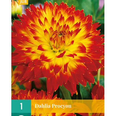 Dahlia procyon 1st